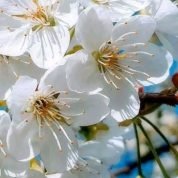 ياسمين, 60 سنةAnnaba, الجزائر