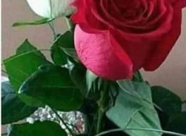 رفيقة, 58 سنة, امرأة

, Rades, تونس