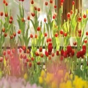 شريف العربى, 55 سنةالمعادى, مصر