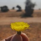 سلطان بن فهد, 31 سنة, Buraydah, السعودية