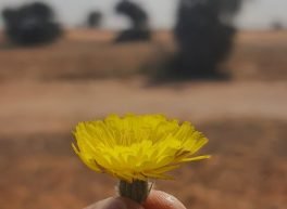 سلطان بن فهد, 32 سنة, رجل, Buraydah, السعودية