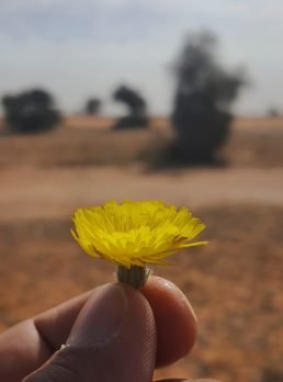 سلطان بن فهد, 32 سنة, Buraydah, السعودية
