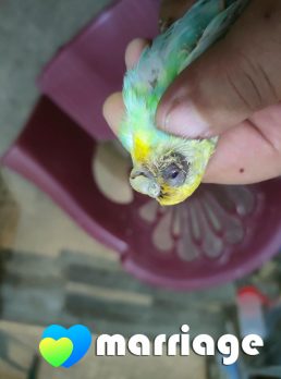 علاء, 36 سنة, دمنهور, مصر